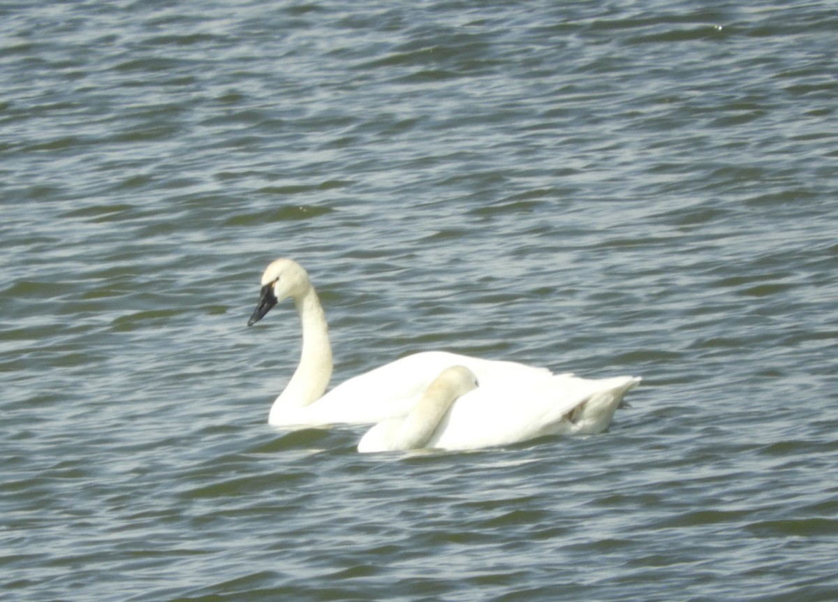 Tundra Swan - ML337888691