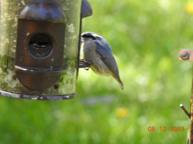 Red-breasted Nuthatch - Dorothy Dunlap