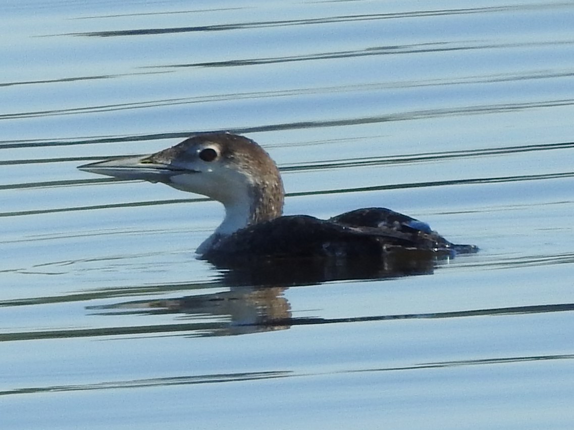 Common Loon - ML337890041