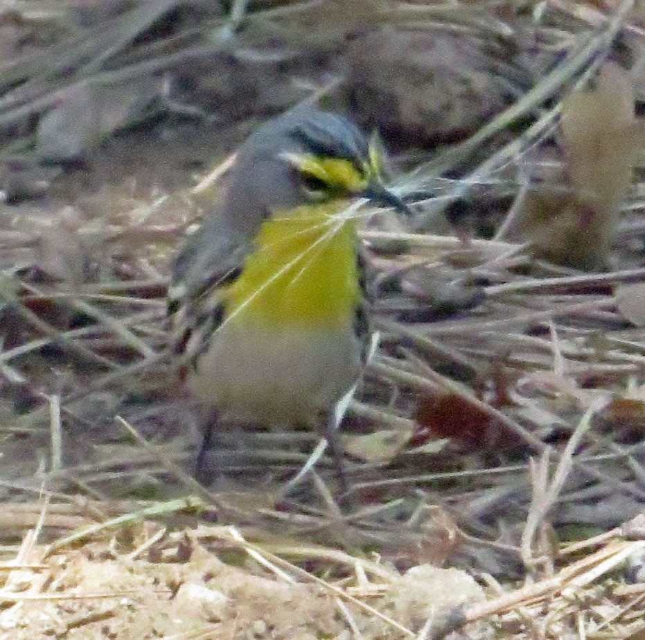 Grace's Warbler - ML337891671