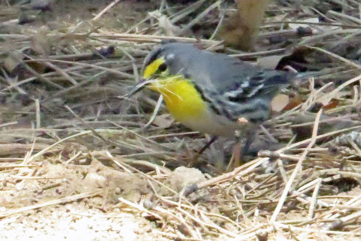 Grace's Warbler - ML337891681