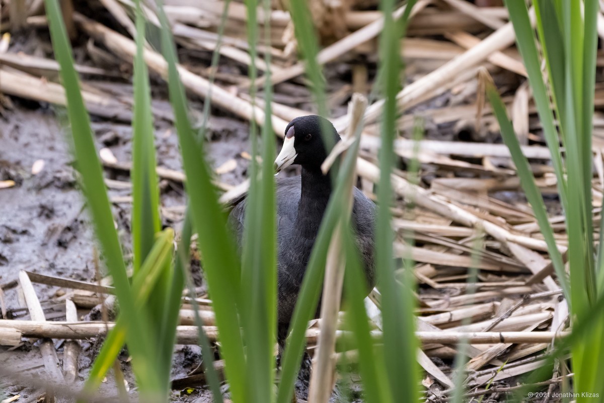 American Coot (Red-shielded) - ML337891781