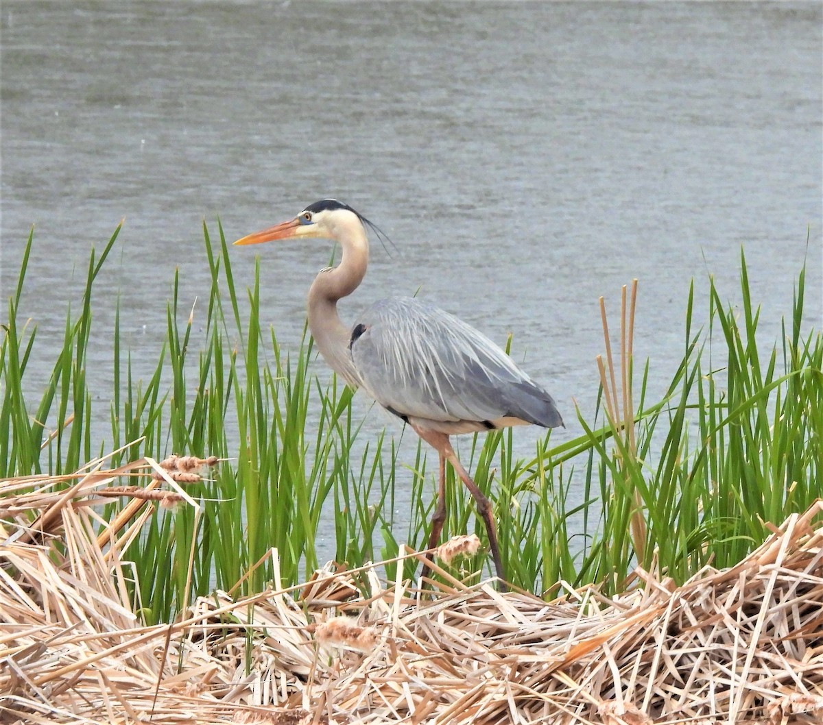 Great Blue Heron - ML337892061