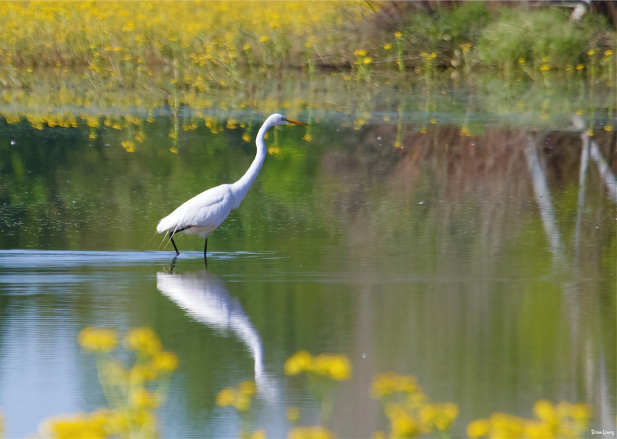 Great Egret - ML337892151