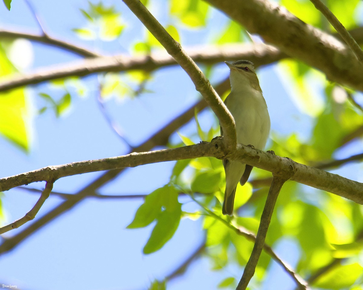 Red-eyed Vireo - Brian Lowry