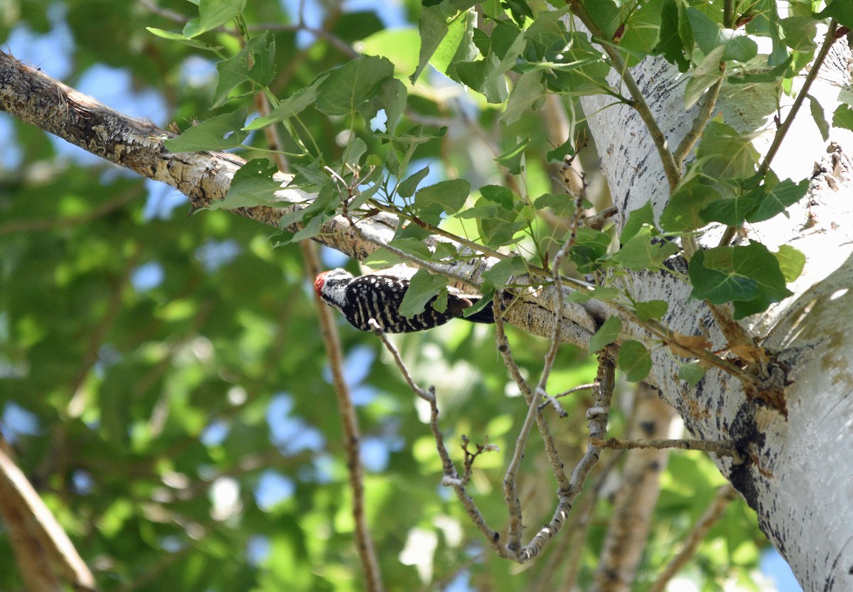 Ladder-backed Woodpecker - ML337893661