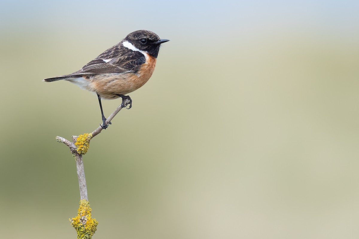 European Stonechat - ML337895331