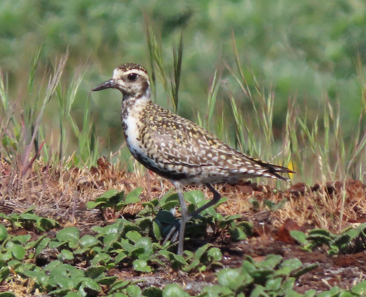 Pacific Golden-Plover - ML337896111