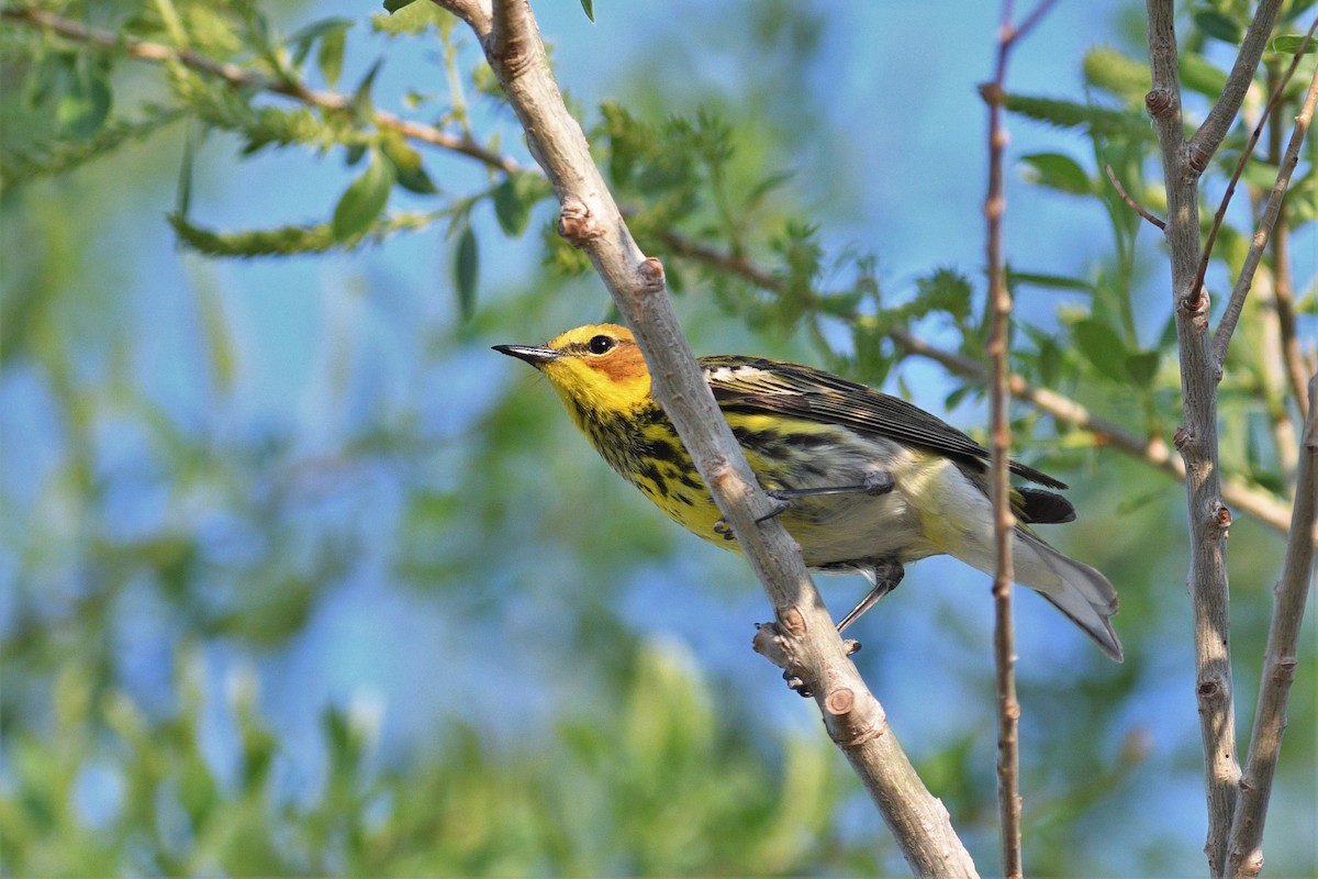 Cape May Warbler - Steve Rash