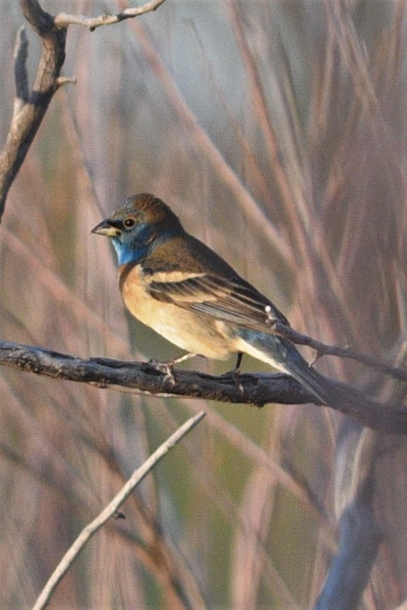 Lazuli Bunting - Steve Rash