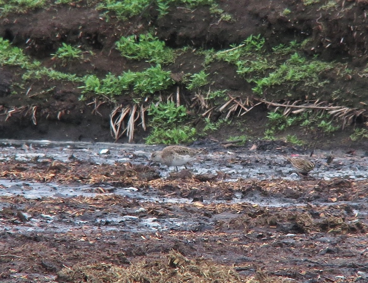 流蘇鷸 - ML337898081