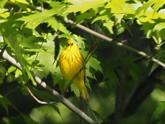 Yellow Warbler - ML337899671