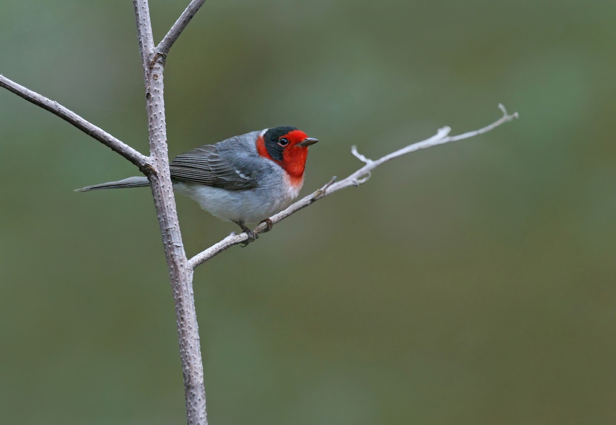 Red-faced Warbler - ML337900861