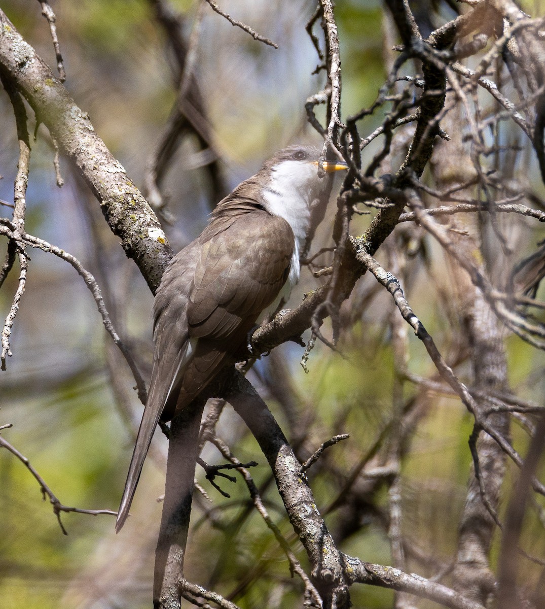 Yellow-billed Cuckoo - ML337900961