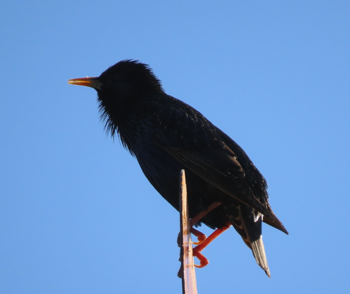 European Starling - ML337903921