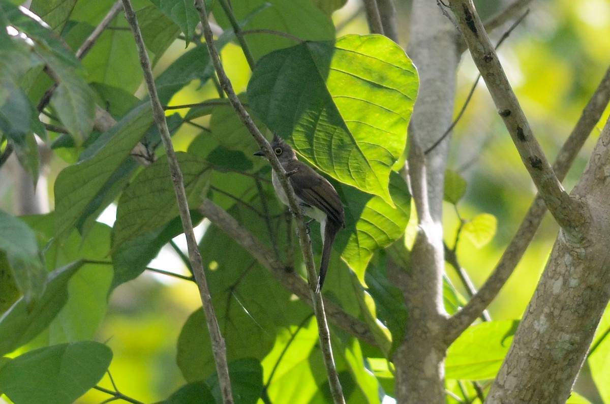 Yellow-wattled Bulbul - ML33790471