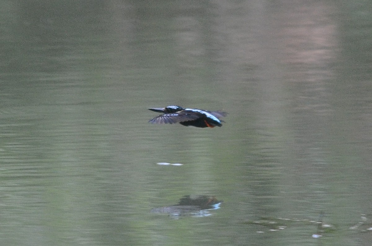 Northern Silvery-Kingfisher - ML33790531