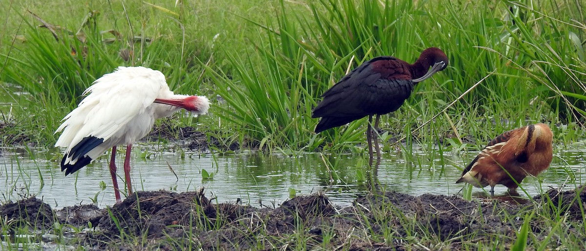 White Ibis - ML337907961