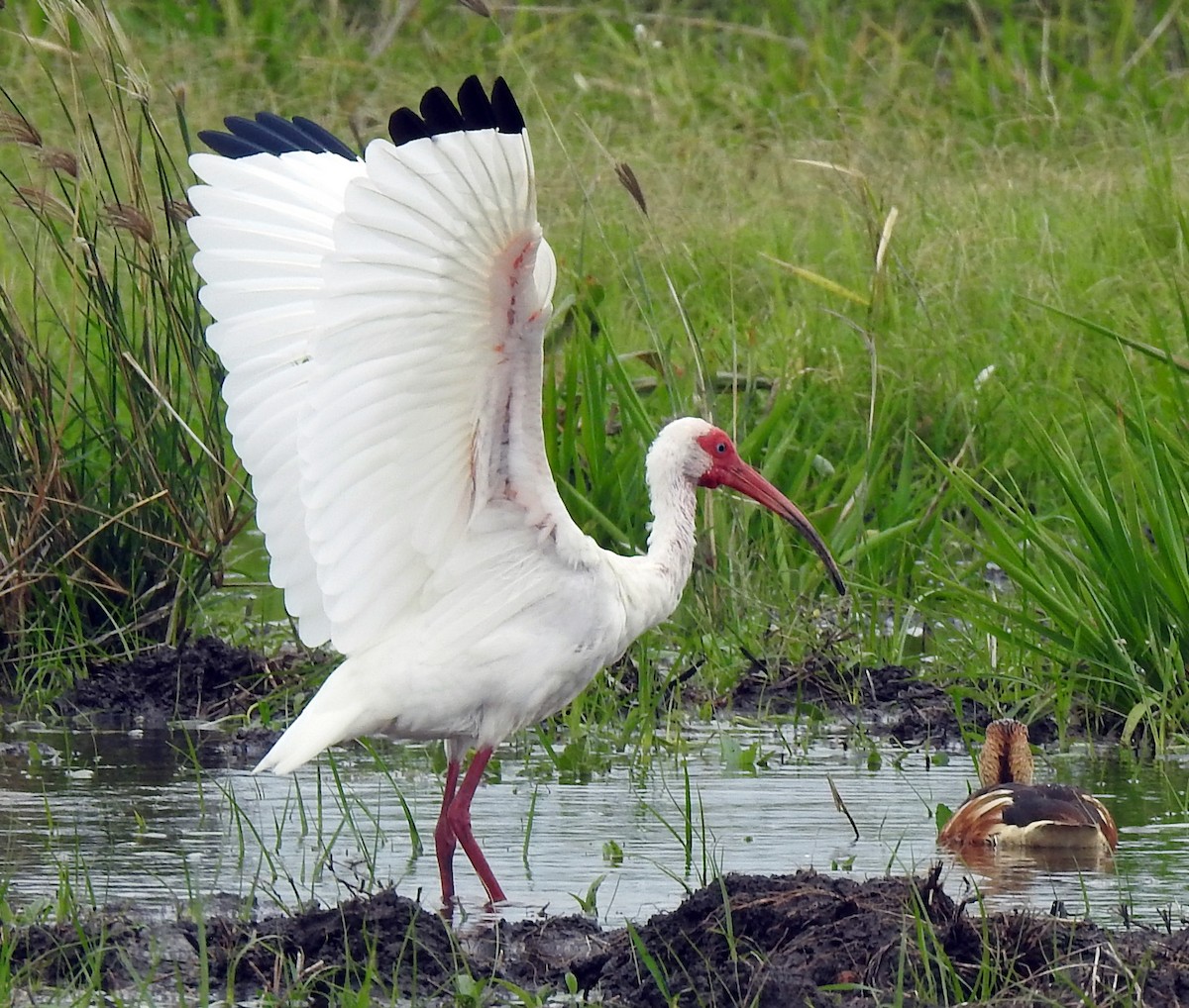 White Ibis - ML337907971