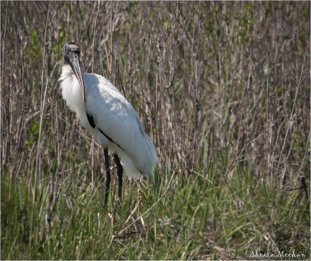 Wood Stork - ML337908181