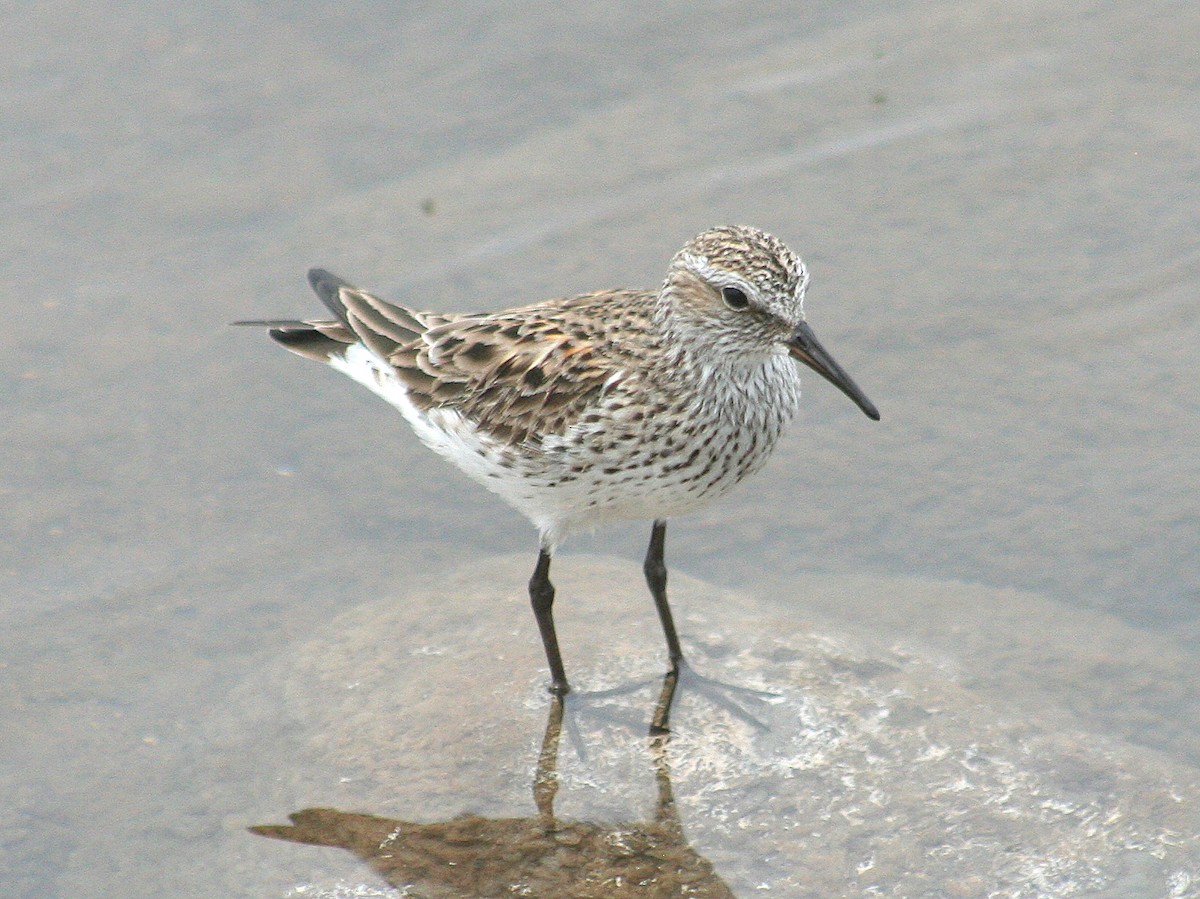 White-rumped Sandpiper - ML337909271