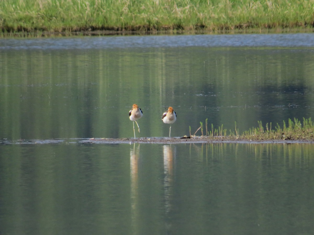 Avoceta Americana - ML337909911