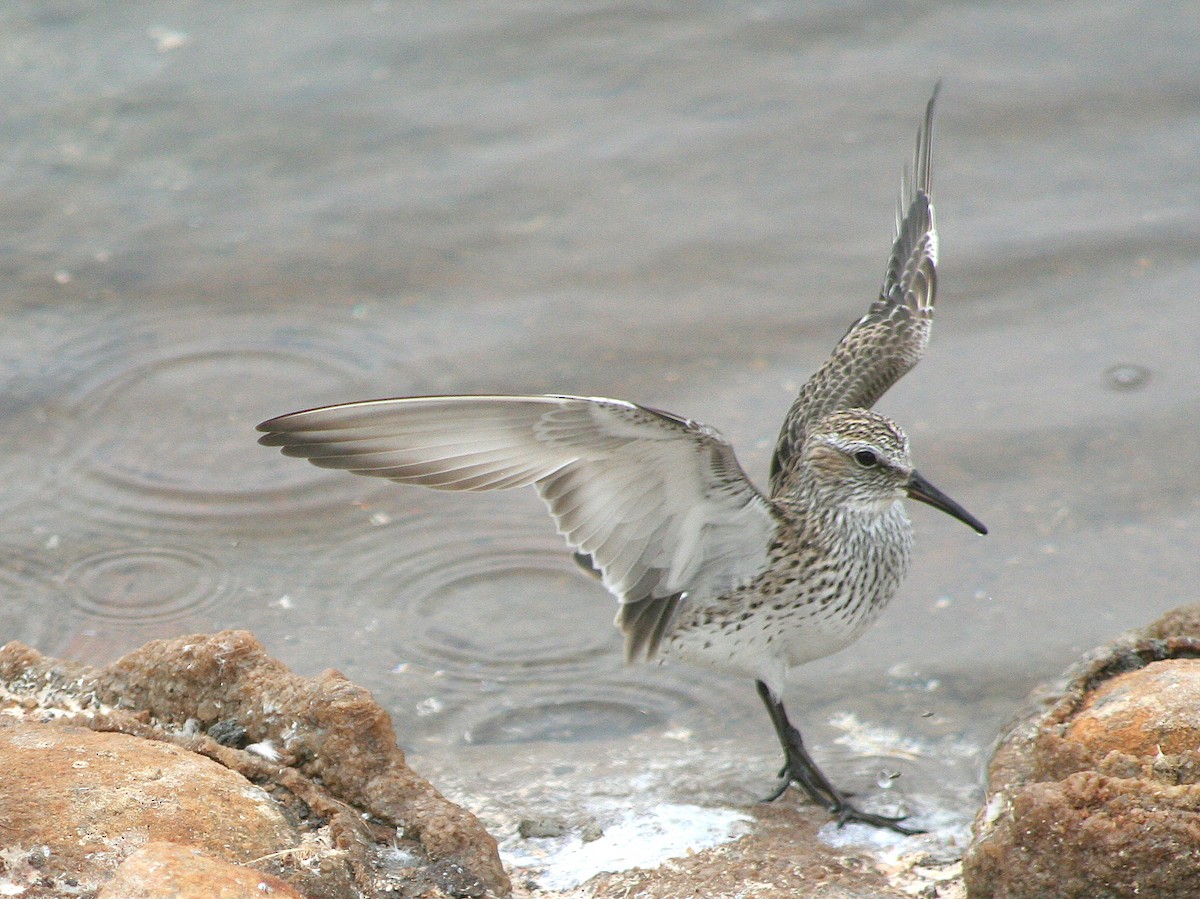 White-rumped Sandpiper - ML337909971