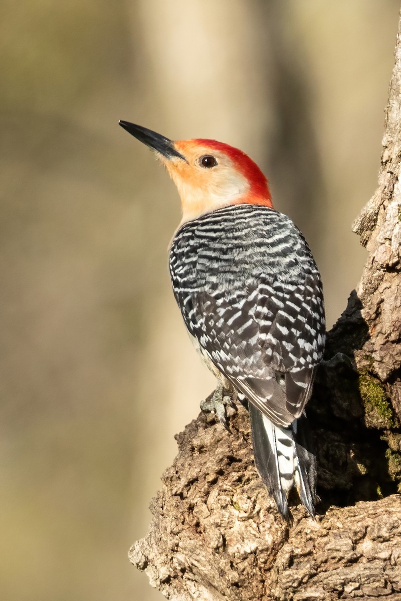 Red-bellied Woodpecker - ML337910271