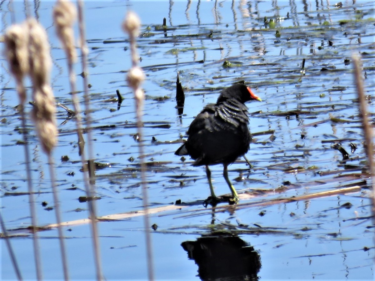 Common Gallinule - Stacy Robinson