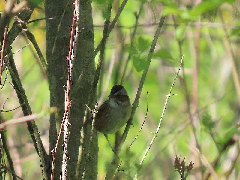 Swamp Sparrow - ML337911071