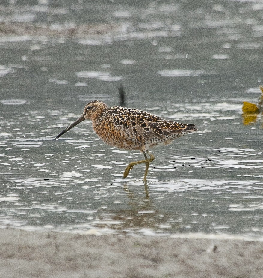 Short-billed/Long-billed Dowitcher - Scott Fischer