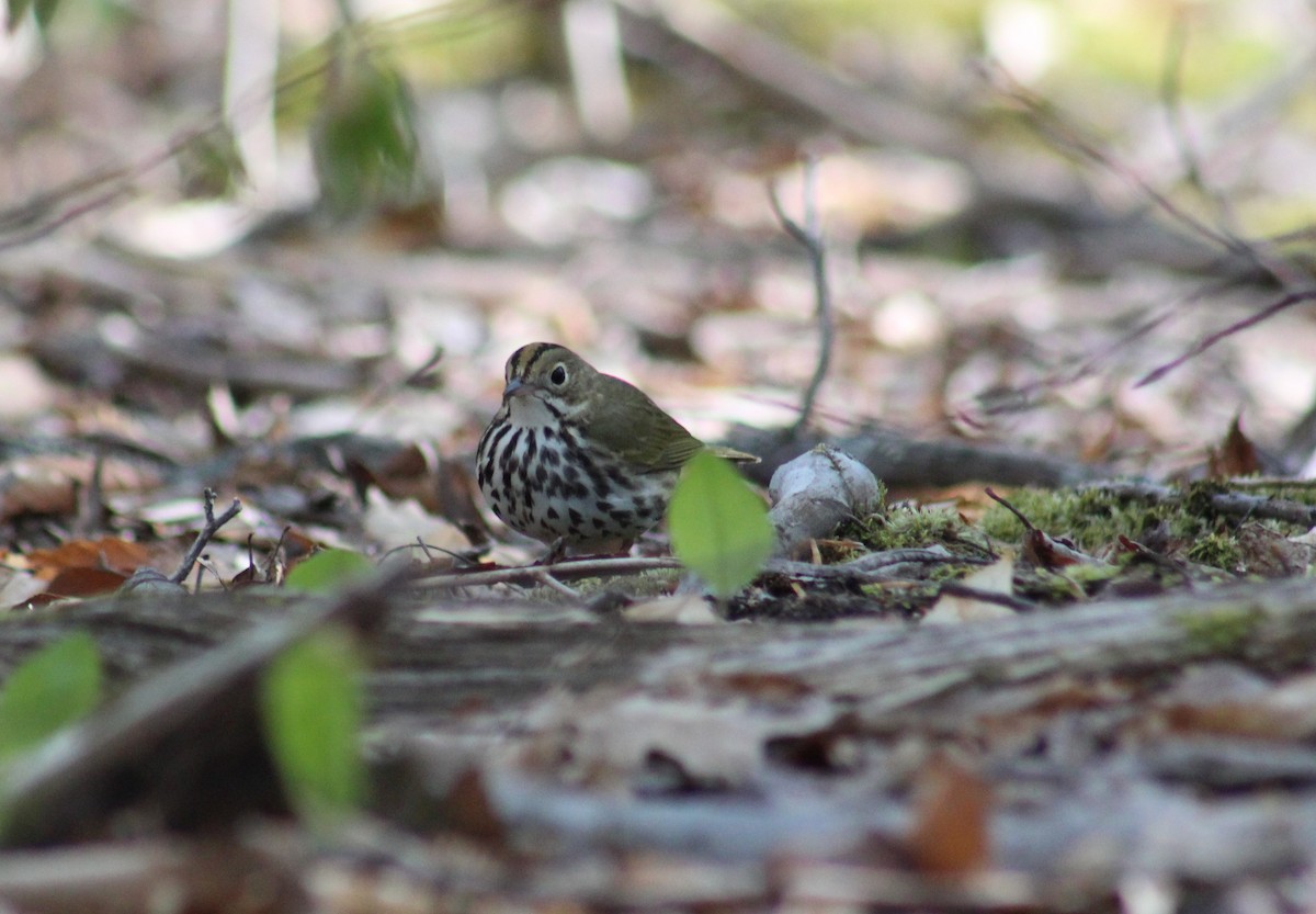 Ovenbird - ML337914831