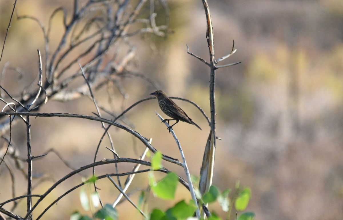 Red-winged Blackbird - ML337915241