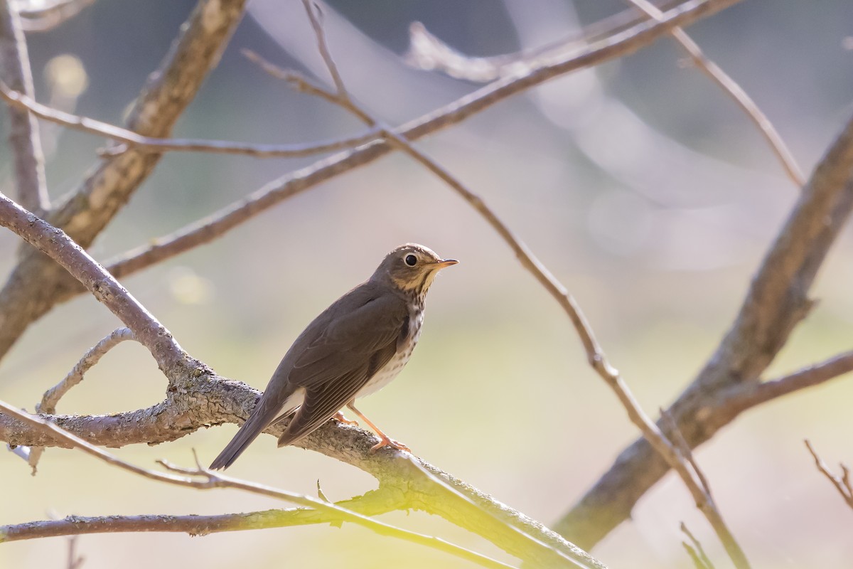 Swainson's Thrush - ML337916661