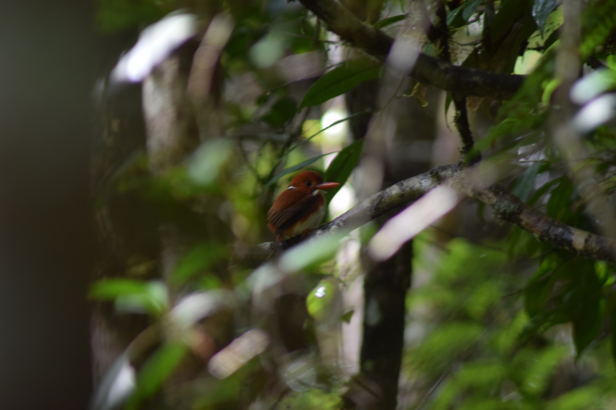 Madagascar Pygmy Kingfisher - Jordan Broadhead