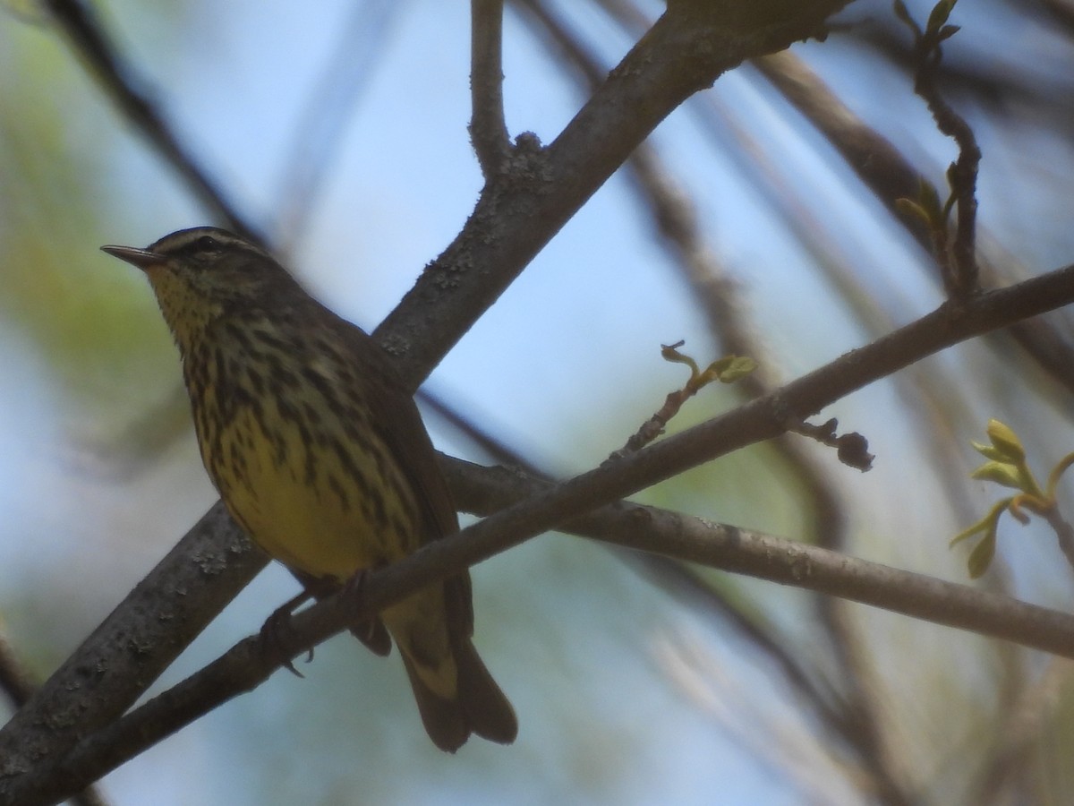 Northern Waterthrush - Michelle Bélanger