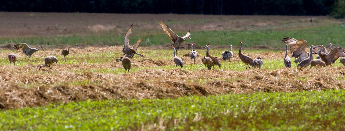 Sandhill Crane - ML33791721