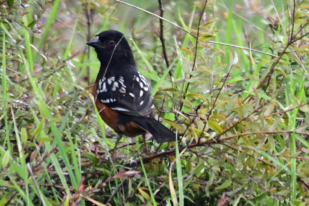 Spotted Towhee (oregonus Group) - ML337917401