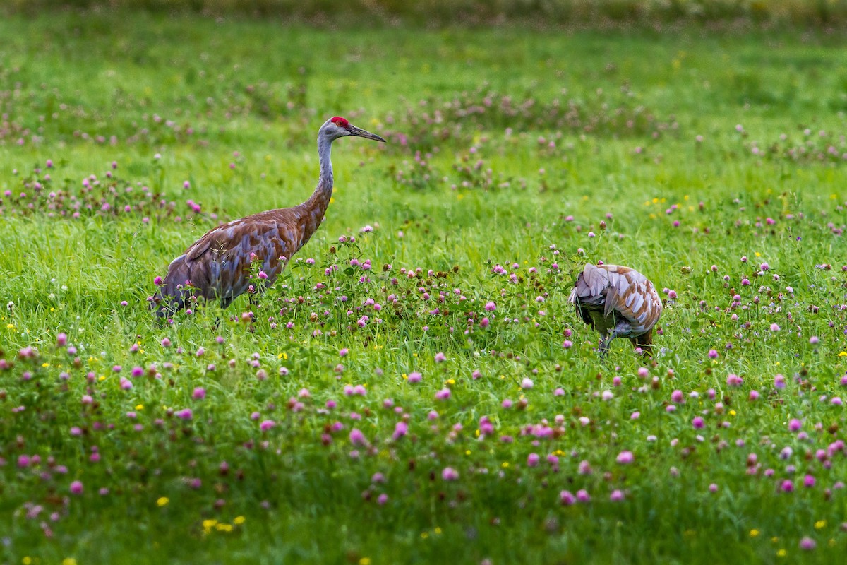 Sandhill Crane - Bruce Gates