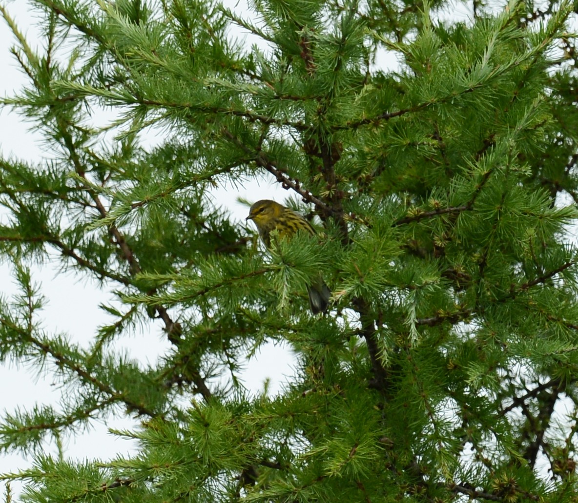 Cape May Warbler - ML33791851