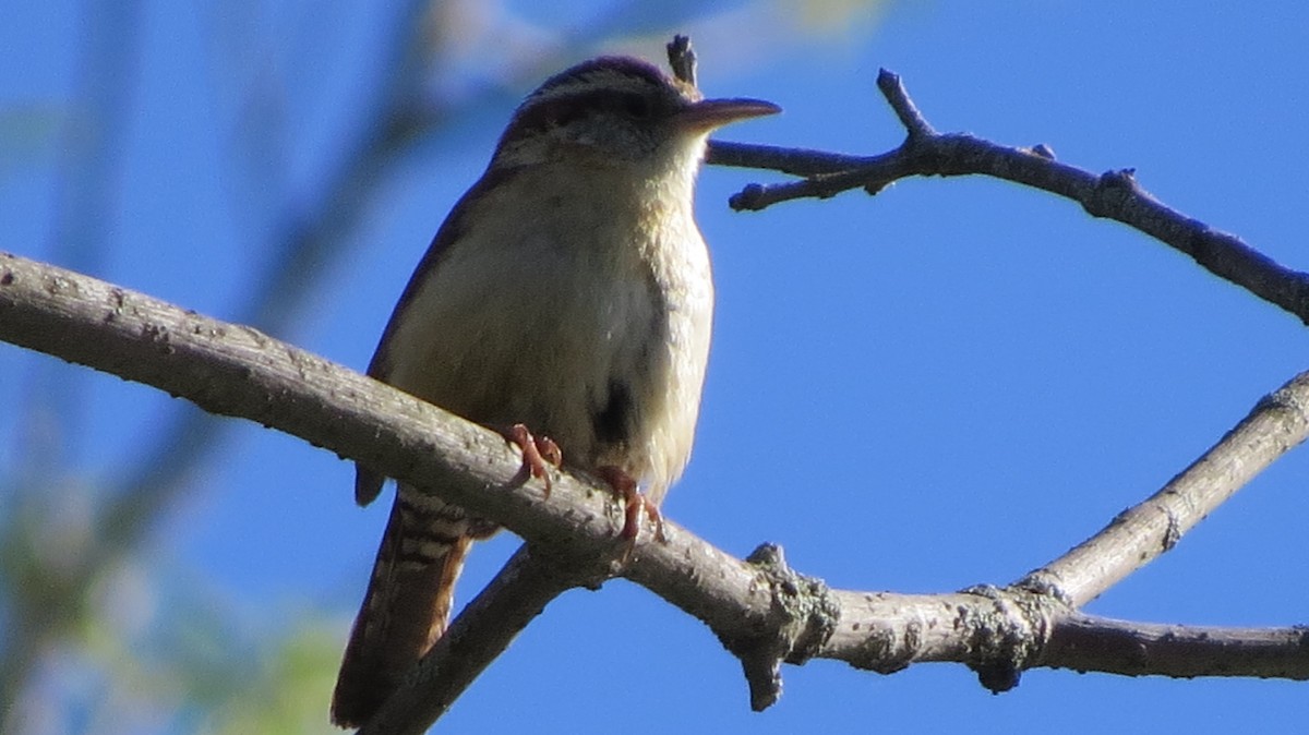 Carolinazaunkönig - ML337920571