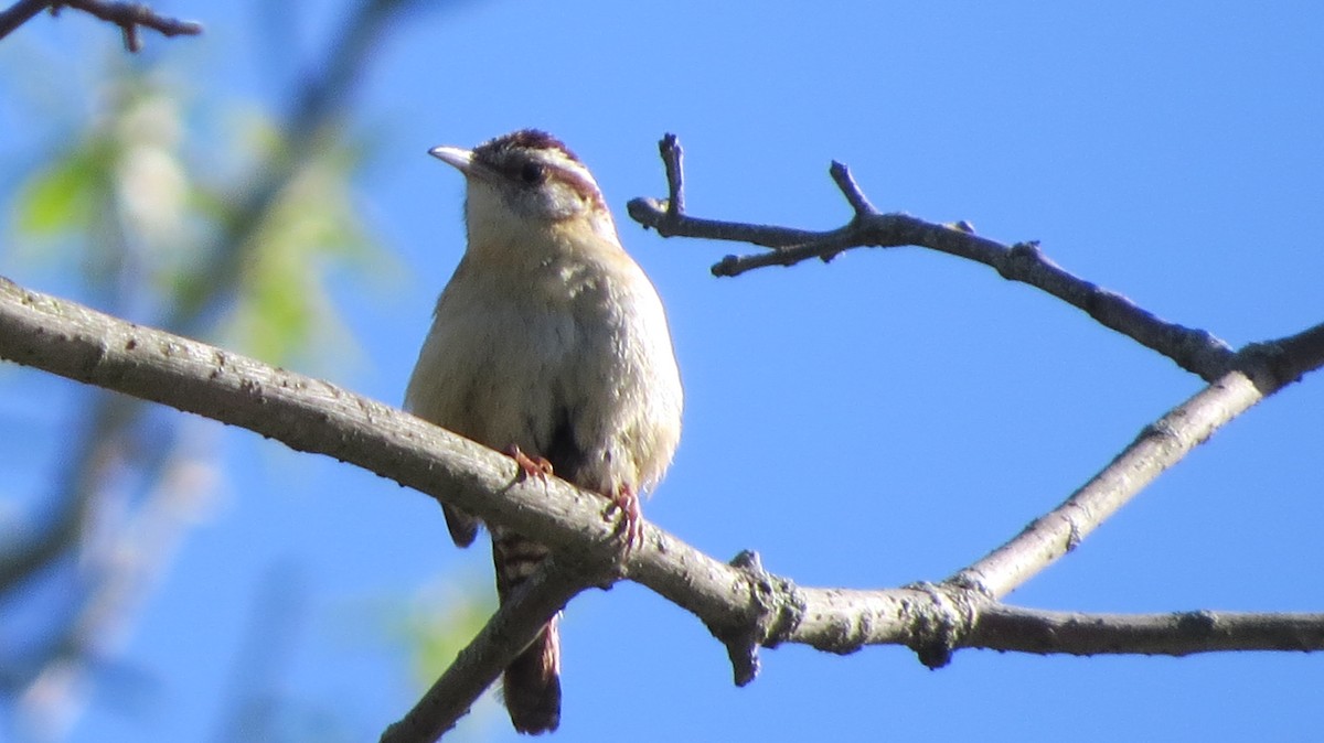 Carolinazaunkönig - ML337920581