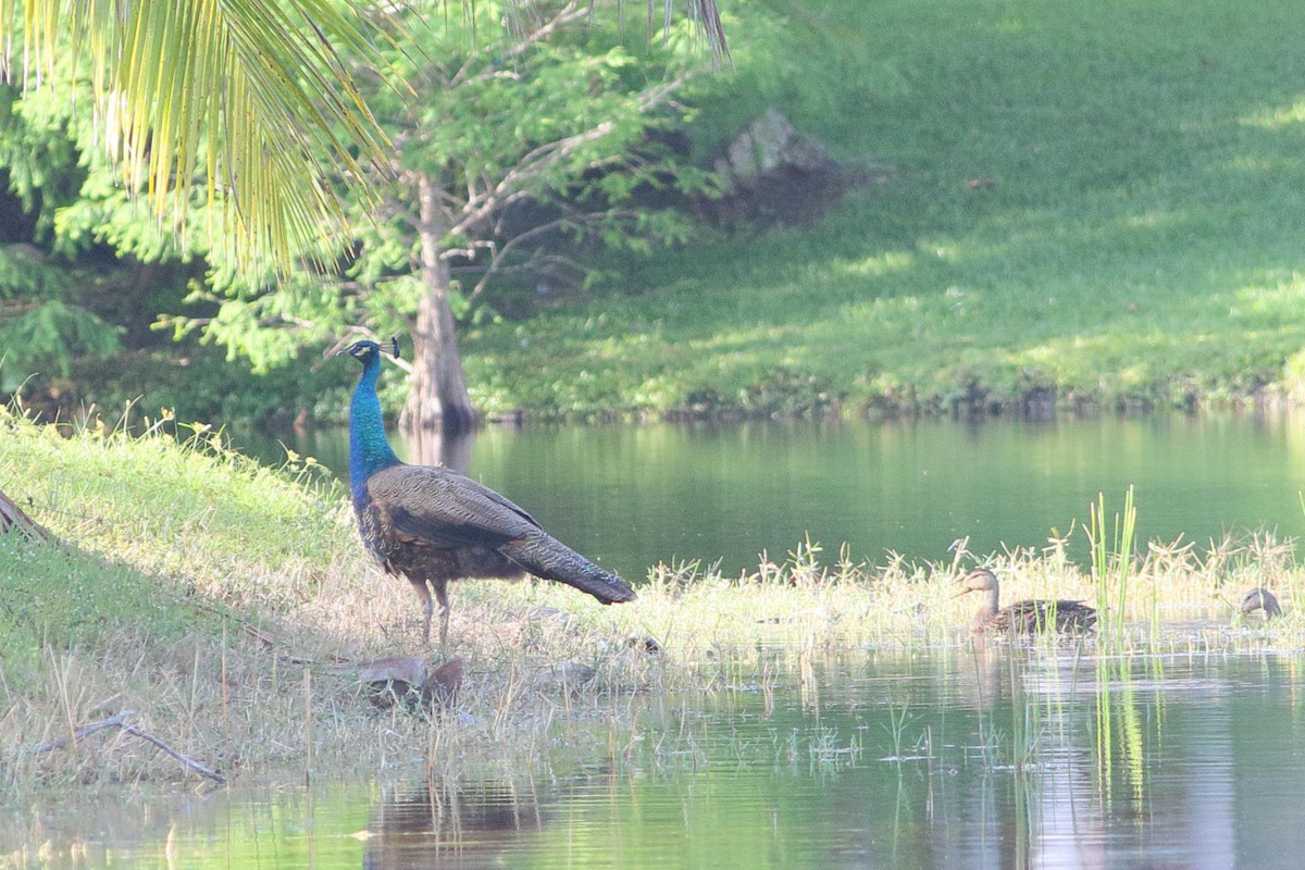 Indian Peafowl - ML337923831