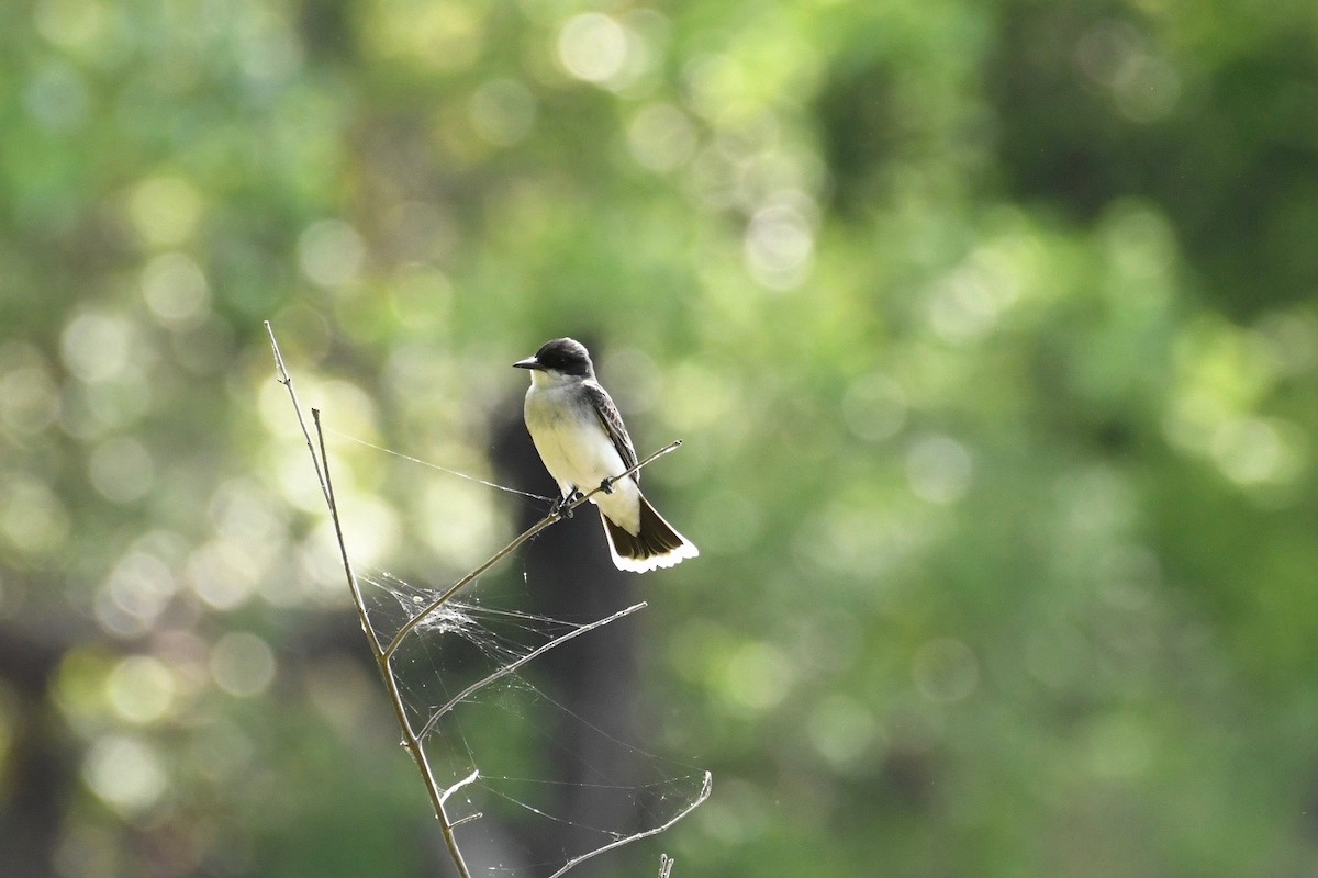 Eastern Kingbird - ML337924391