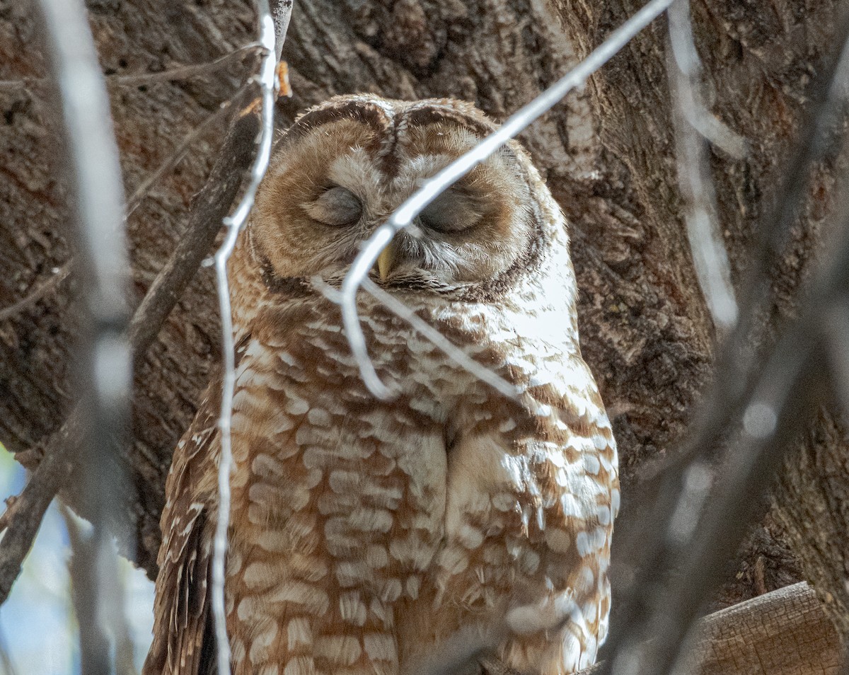 Spotted Owl - Jennifer Berger