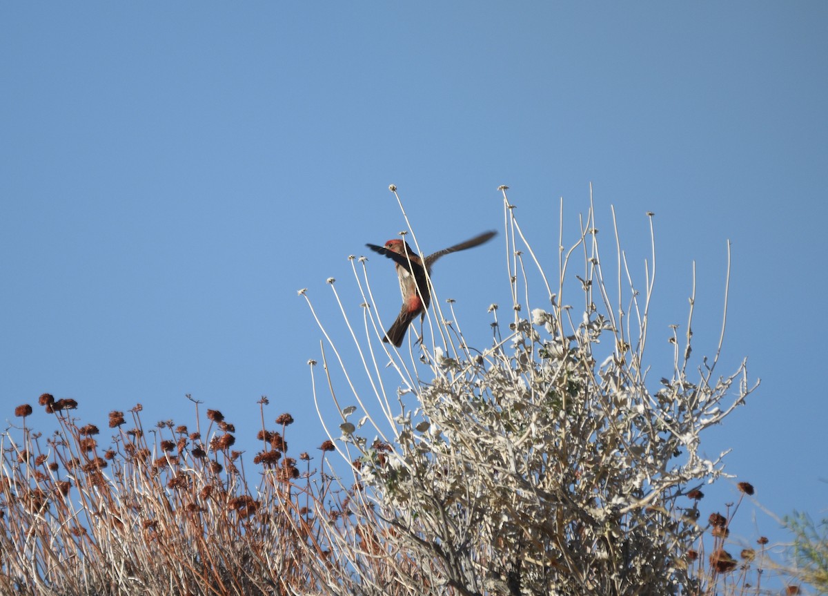 House Finch - ML337928711