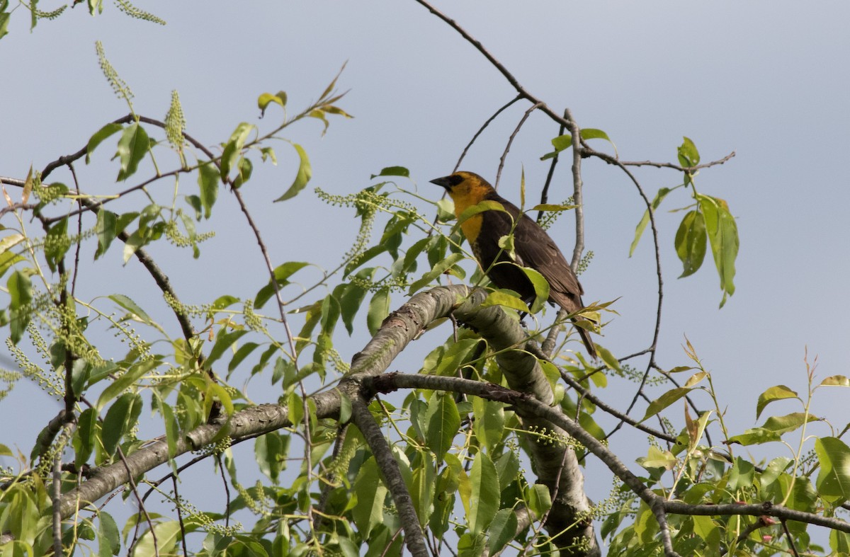 Yellow-headed Blackbird - ML337929281