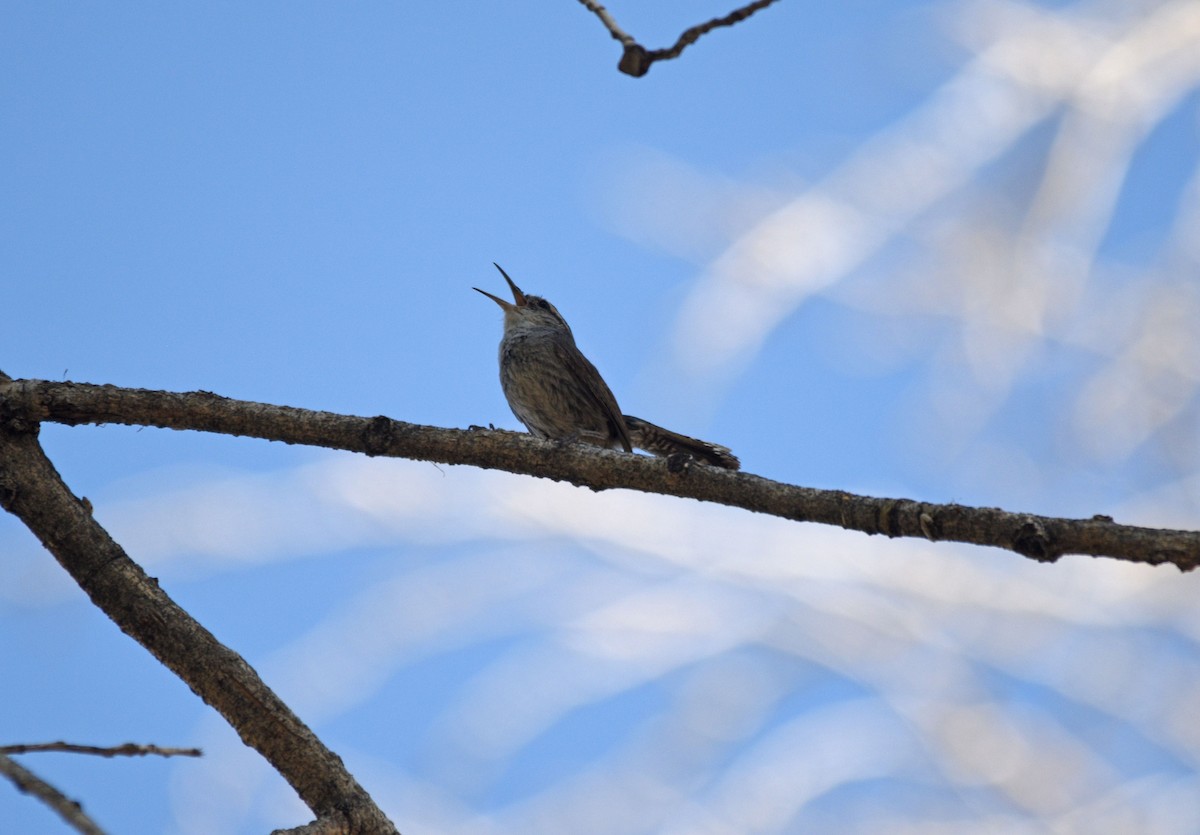 Bewick's Wren - ML337931361