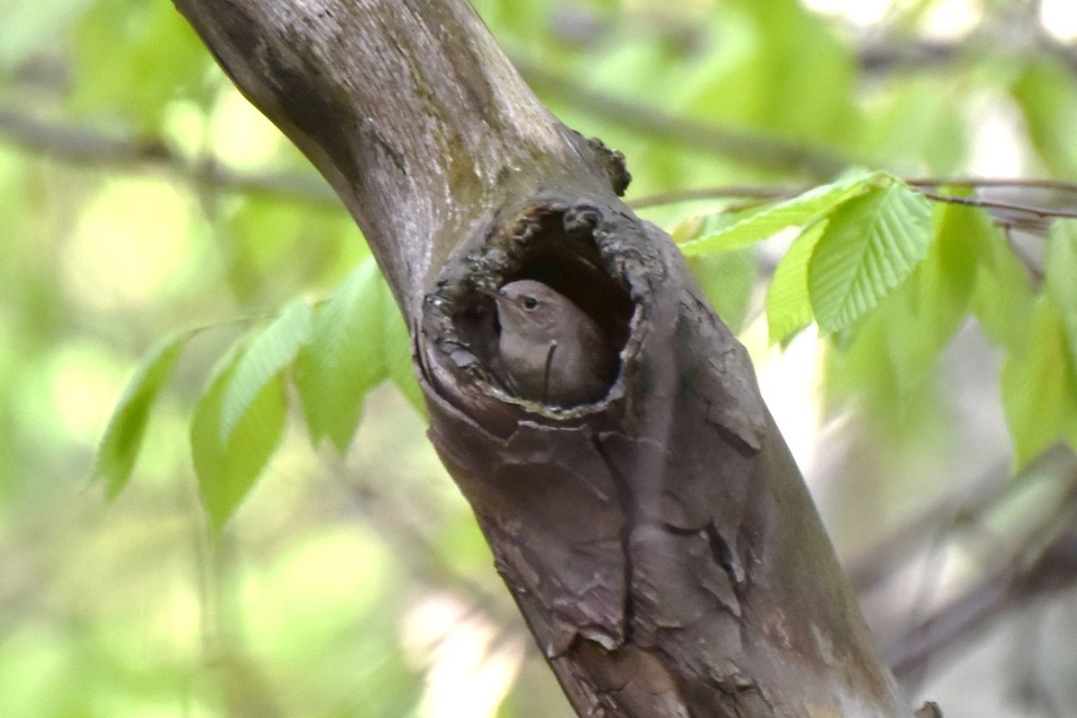 House Wren - irina shulgina