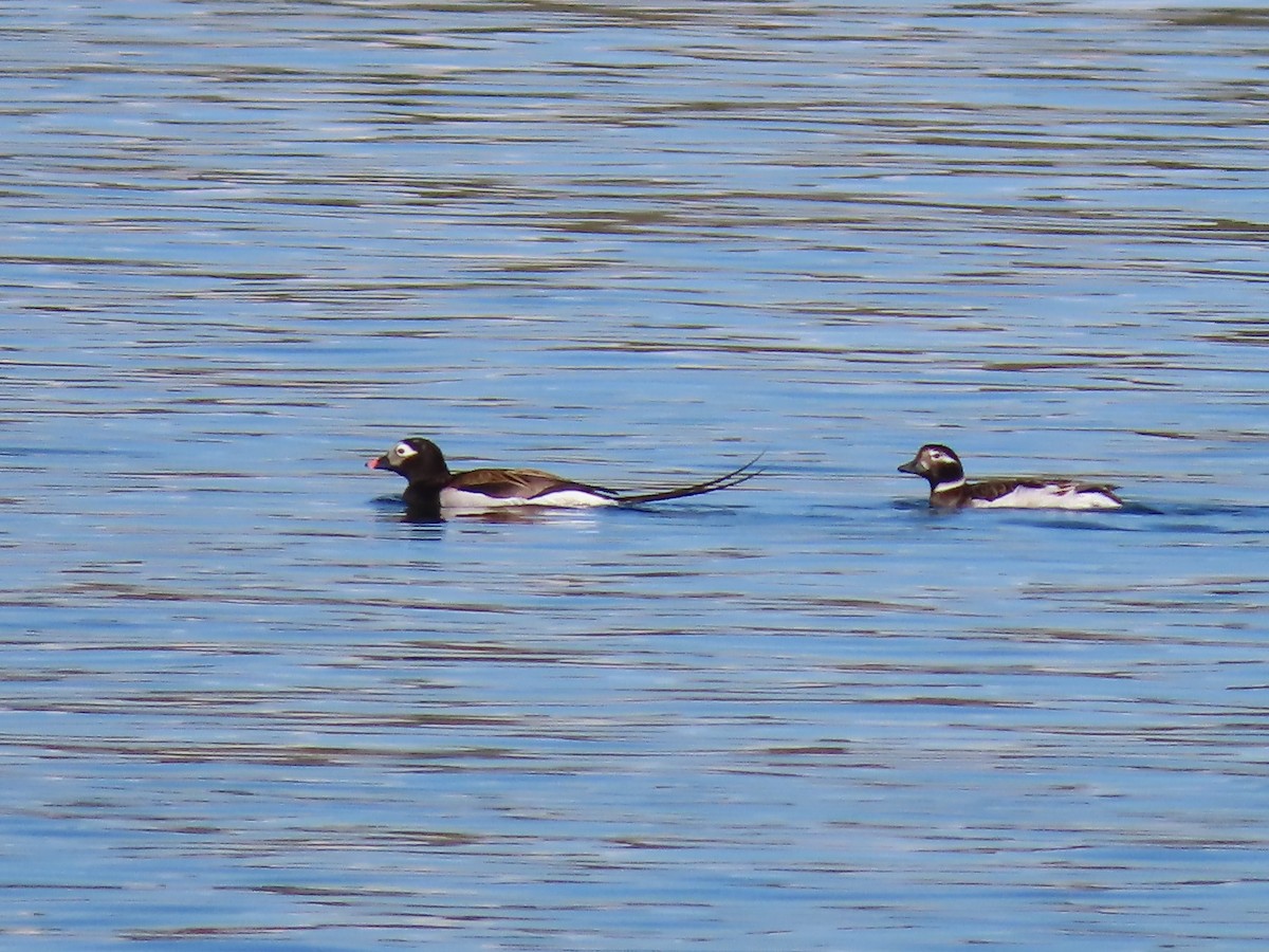 Long-tailed Duck - Marjorie Watson